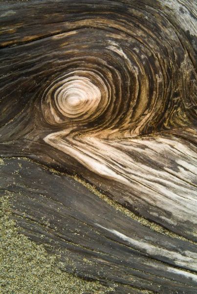 USA, Oregon Stump pattern on beach